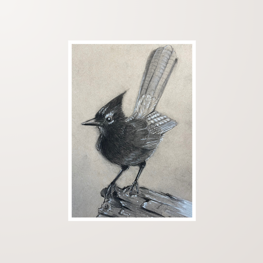 Stellers Jay Bird Ink Pen Artwork Art Print For Sale