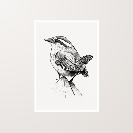 Robin Bird Ink Pen Artwork Art Print For Sale